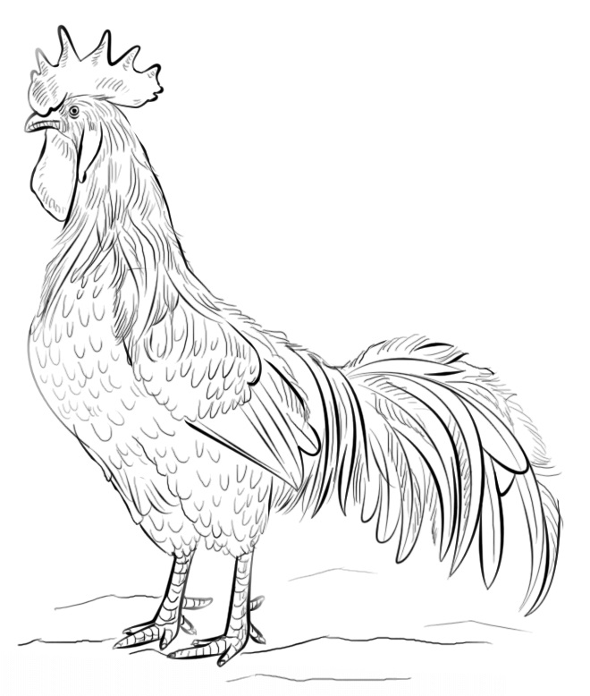 Brown Leghorn Rooster