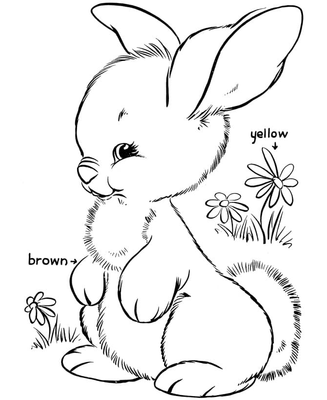 Brown Rabbit