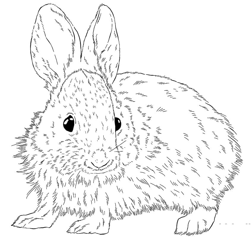 Brush Rabbit