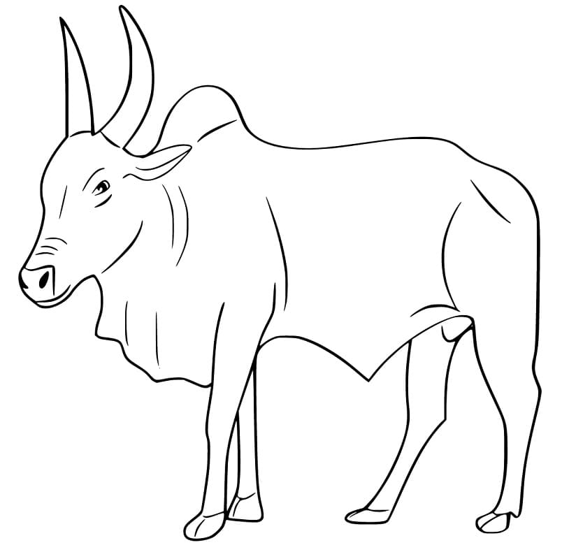 Bull 1