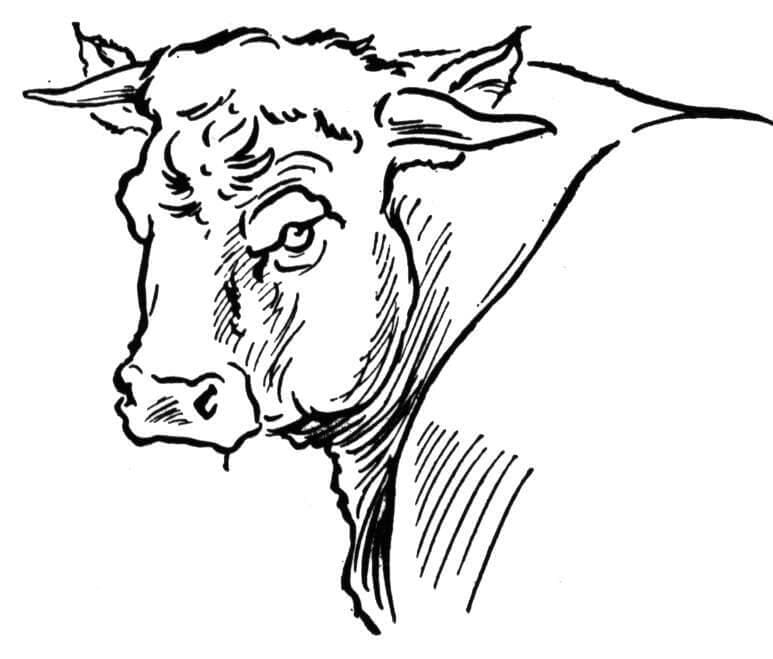 Bull Portait