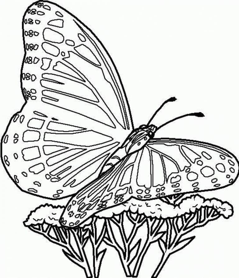 Butterfly 3