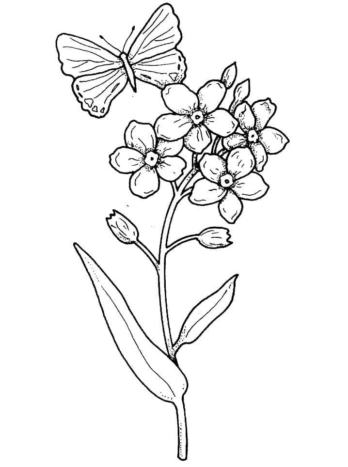 Butterfly and Flower Coloring Game Butterfly and Flower