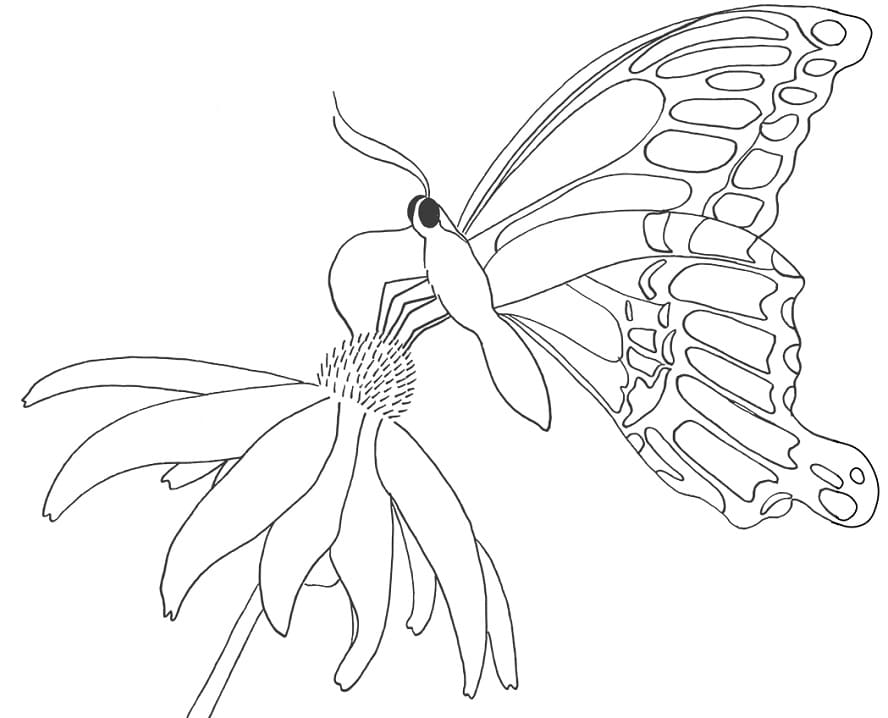 Butterfly on Daisy Coloring Game Butterfly on Daisy