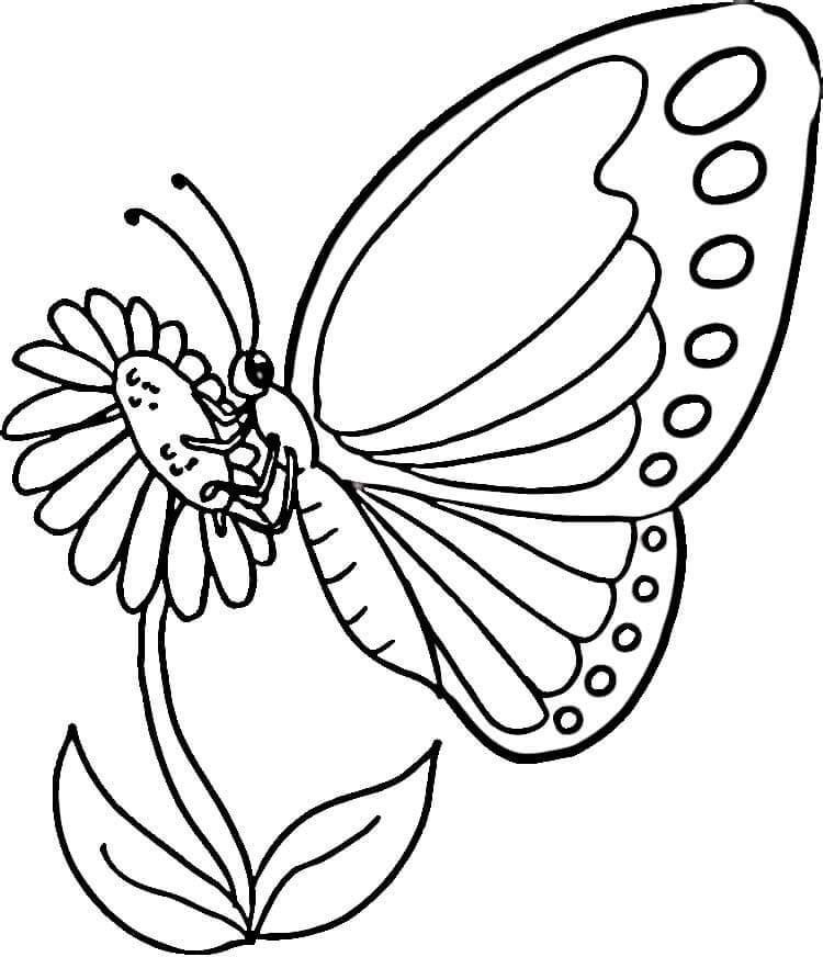 Butterfly on Flower Coloring Game Butterfly on Flower