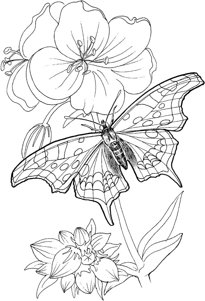 Butterfly on a Flower Coloring Game Butterfly on a Flower