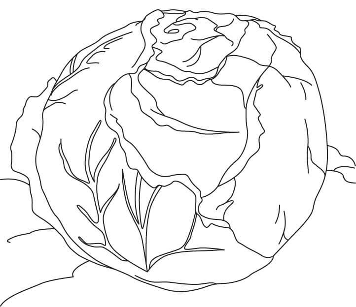 Cabbage 4