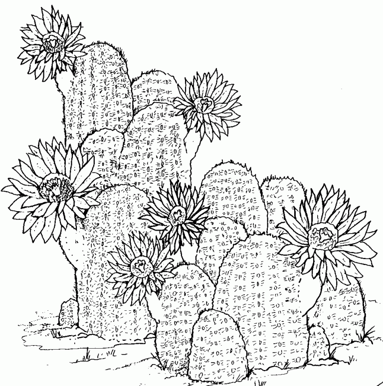 Cactus 4