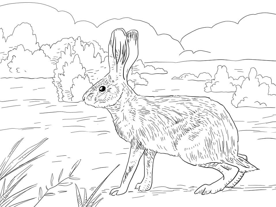 California Jack Rabbit Coloring Game California Jack Rabbit