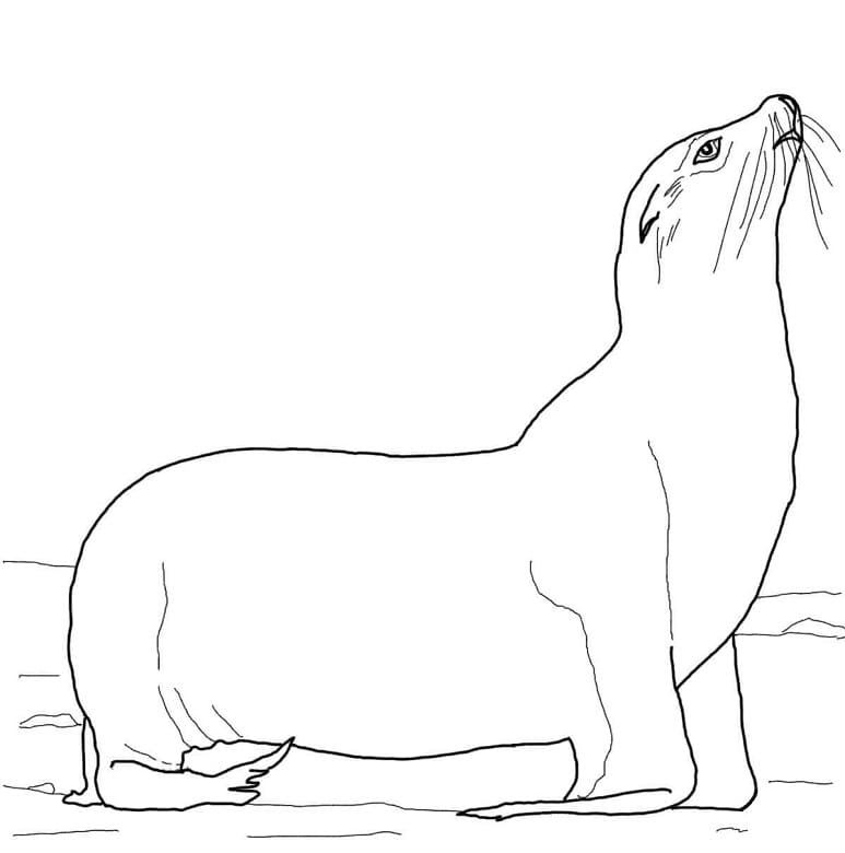 California Sea Lion 1 Coloring Game California Sea Lion 1