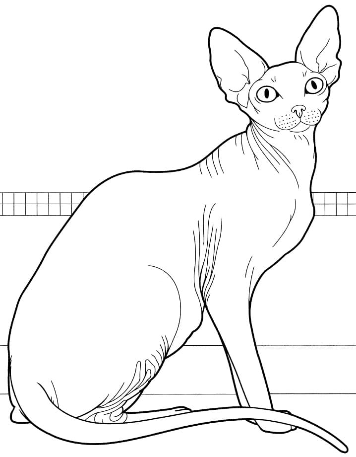 Canadian Sphynx Cat Coloring Game Canadian Sphynx Cat