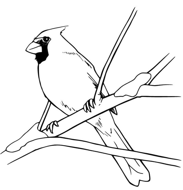 Cardinal Free