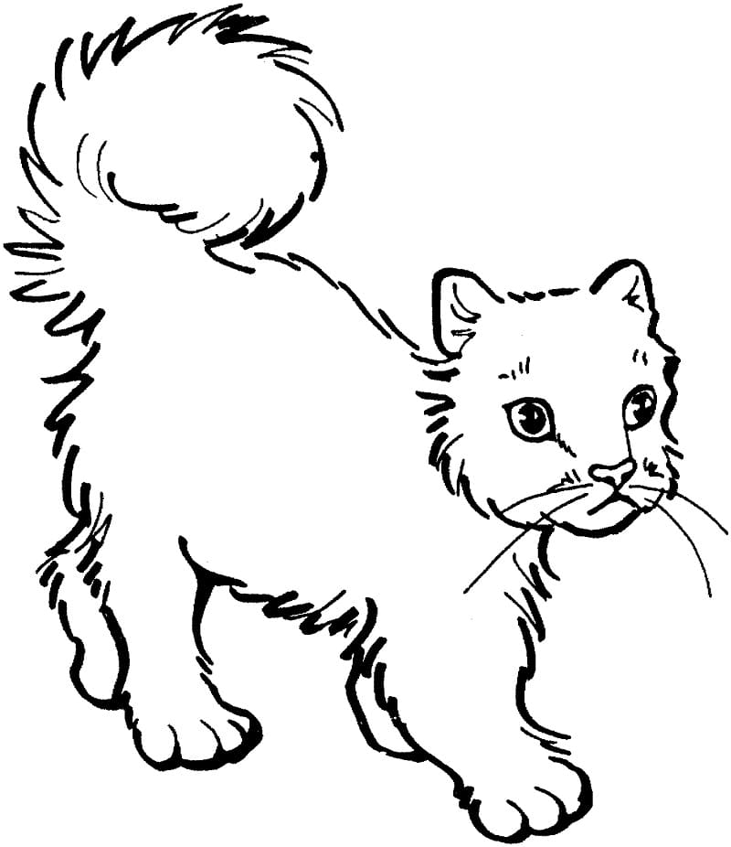 Cat Walks Coloring Game Cat Walks
