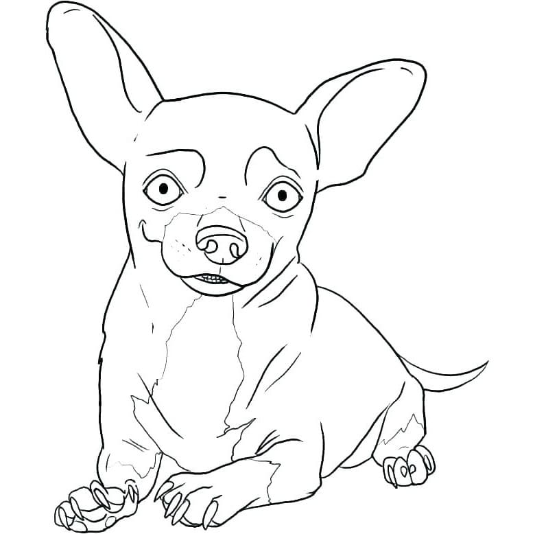 Chihuahua Looks Fun Coloring Game Chihuahua Looks Fun