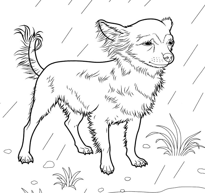 Chihuahua in Rain Coloring Game Chihuahua in Rain