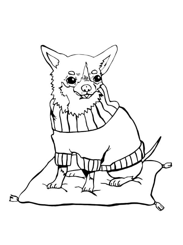 Chihuahua on Pilow Coloring Game Chihuahua on Pilow