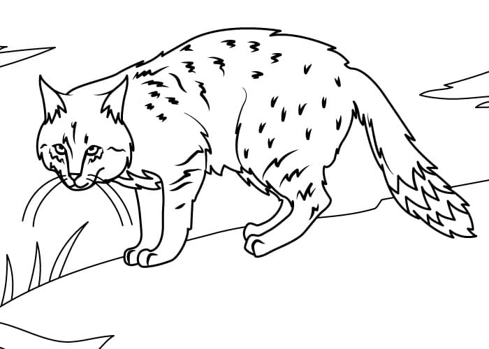 Chinese Mountain Cat Coloring Game Chinese Mountain Cat