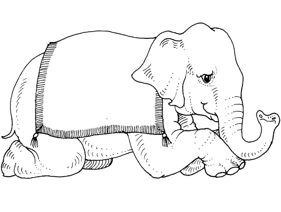 Circus Elephant