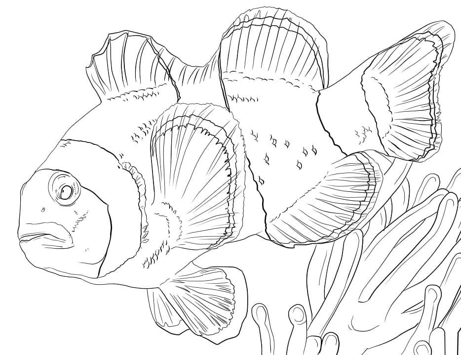 Clown Anemonefish Coloring Game Clown Anemonefish