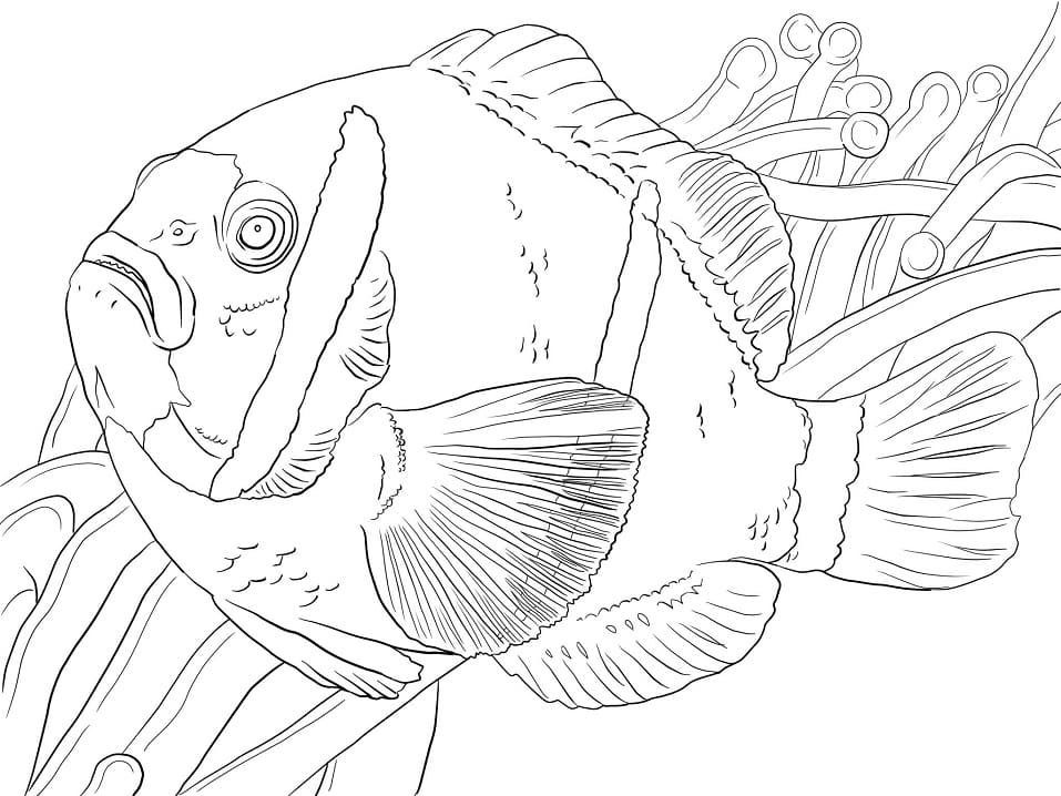 Clownfish Swimming Coloring Game Clownfish Swimming
