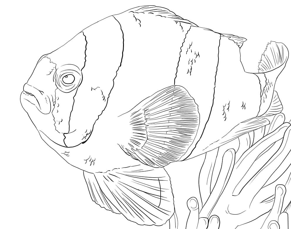 Clownfish Under the Ocean Coloring Game Clownfish Under the Ocean