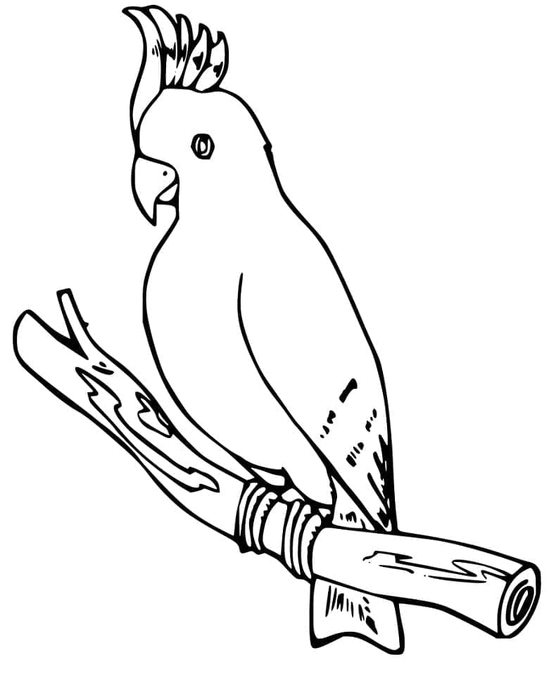 Cockatoo 1