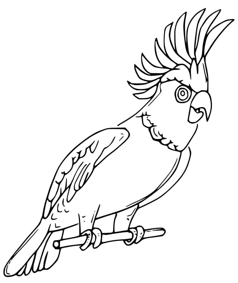 Cockatoo 11