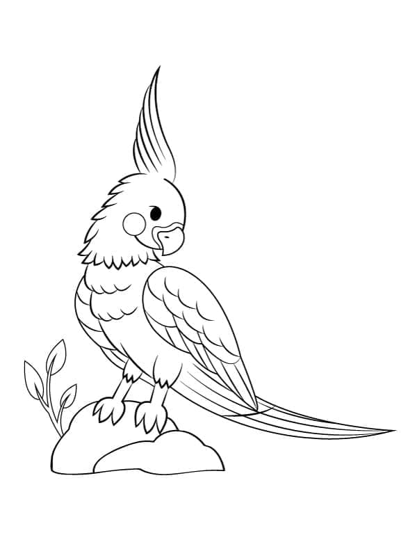 Cockatoo 12