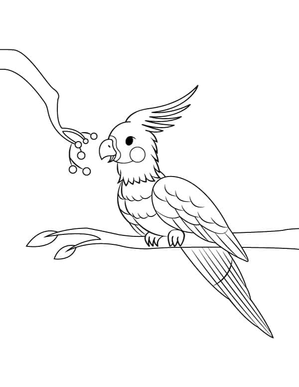 Cockatoo 14