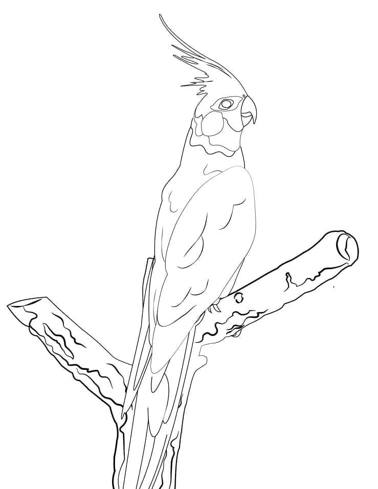 Cockatoo 15
