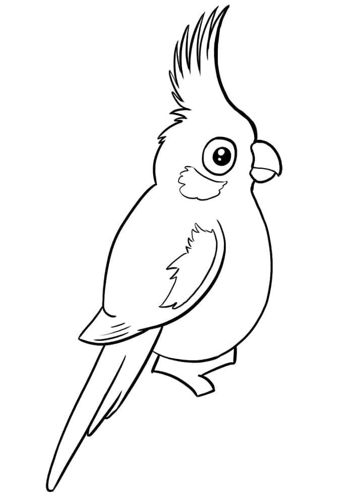 Cockatoo 16