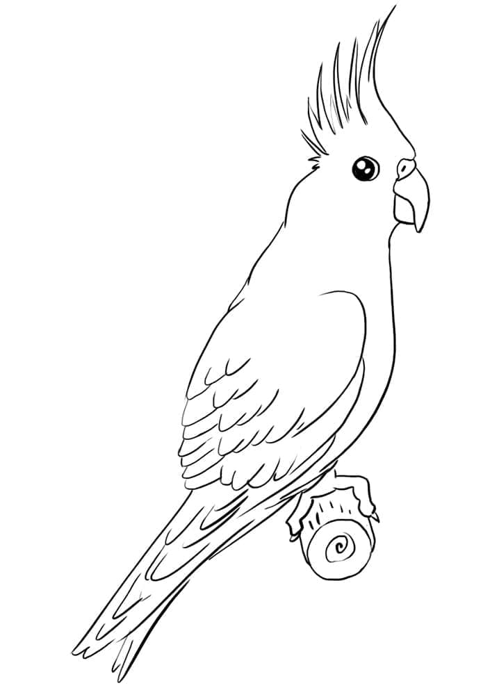 Cockatoo 17