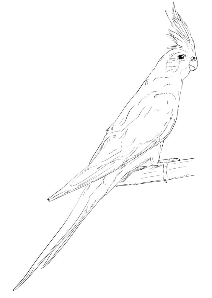 Cockatoo 18