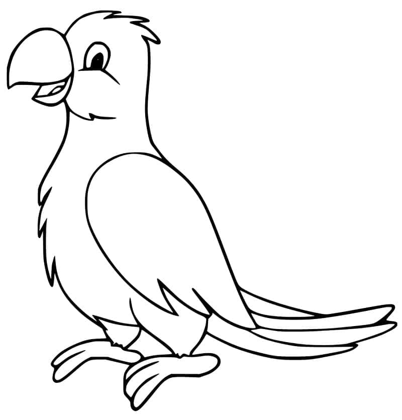 Cockatoo