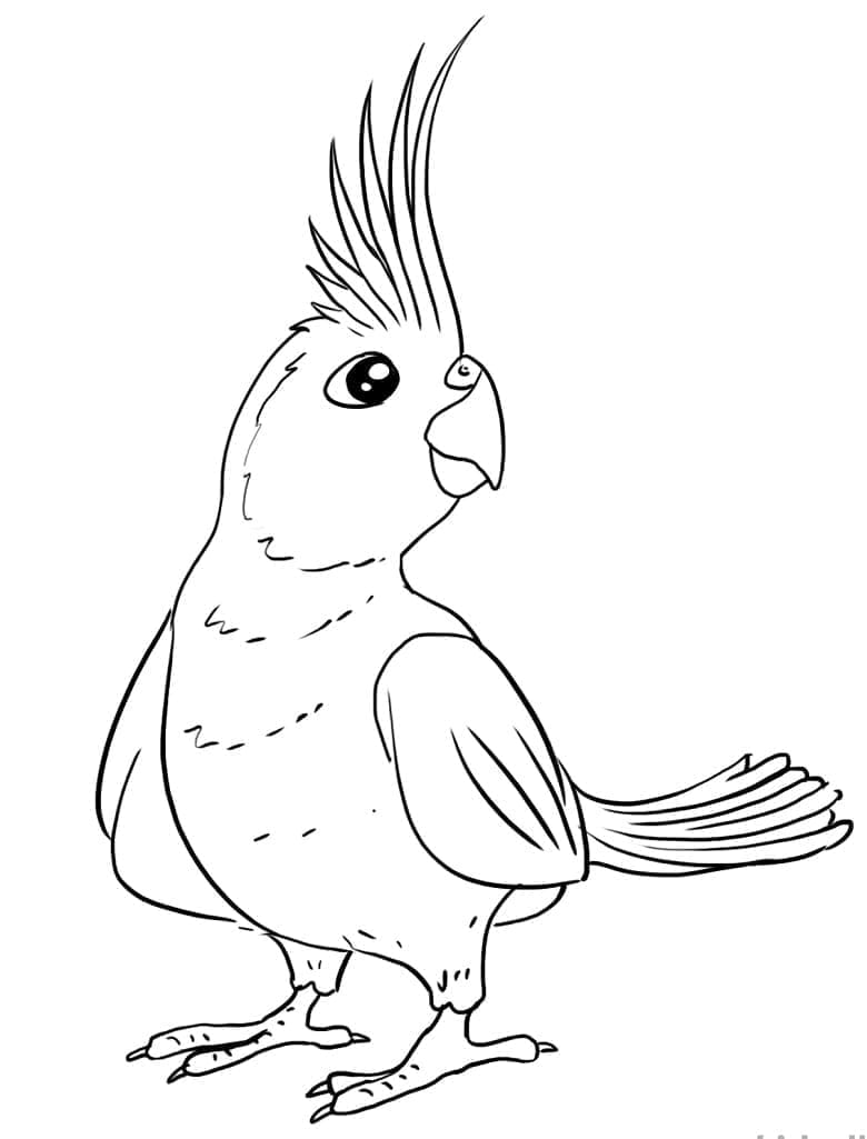 Cockatoo 21