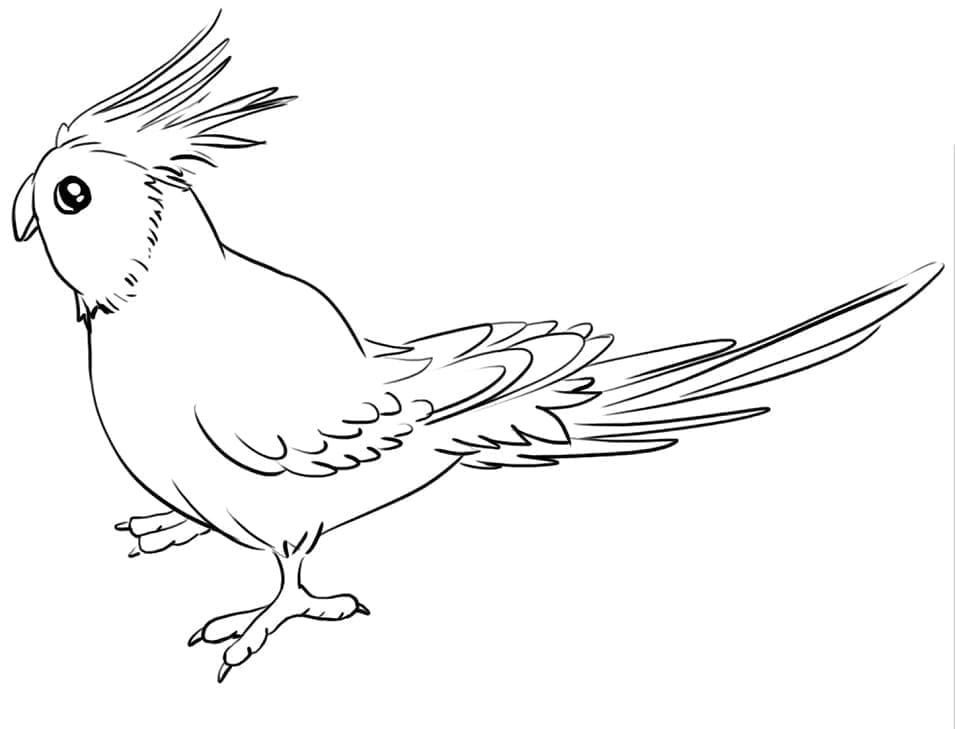 Cockatoo 22