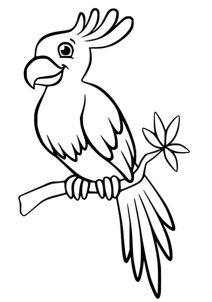 Cockatoo 25