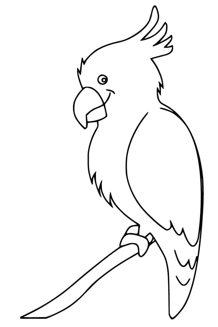 Cockatoo 26