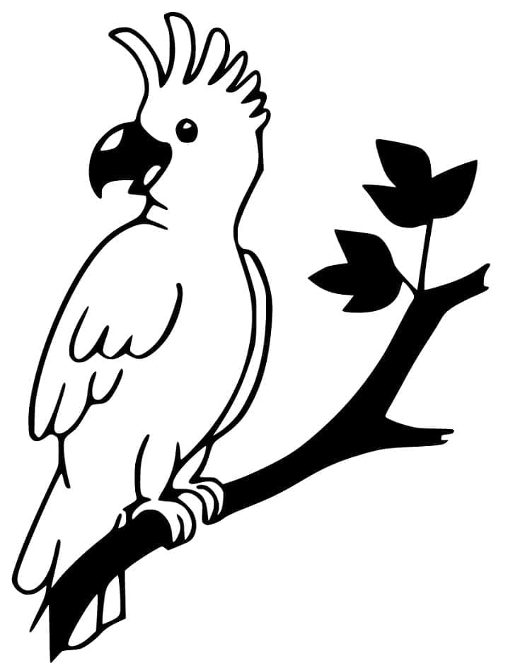 Cockatoo 27