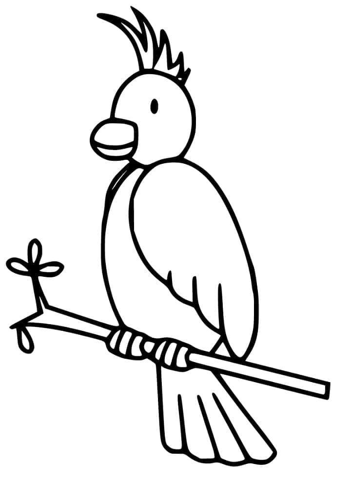 Cockatoo 29