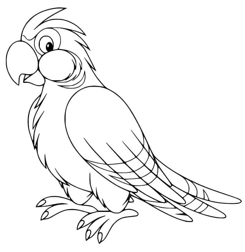 Cockatoo 30