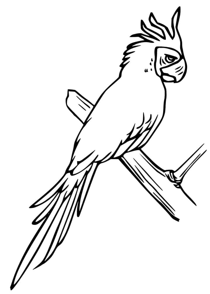 Cockatoo 31