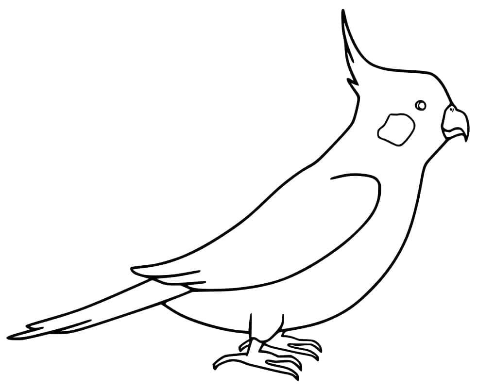 Cockatoo 32
