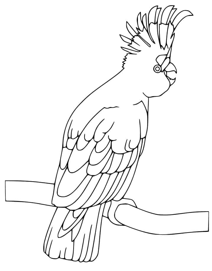 Cockatoo 4