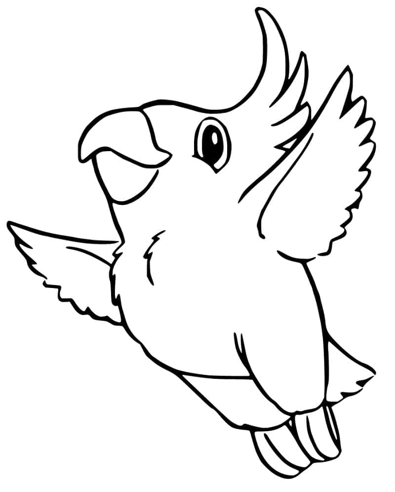 Cockatoo 6