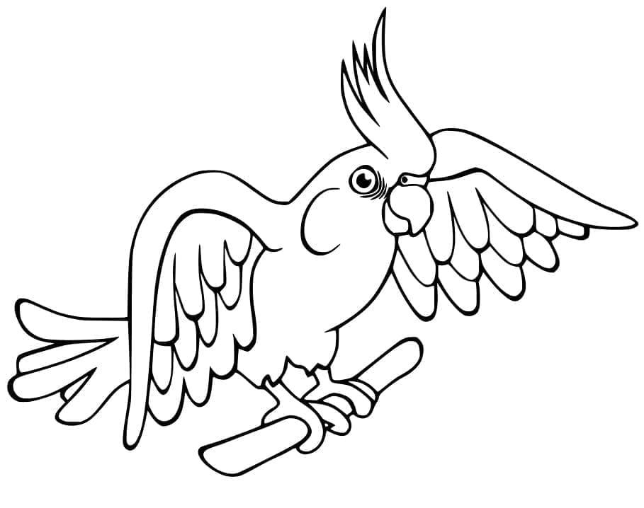 Cockatoo 7