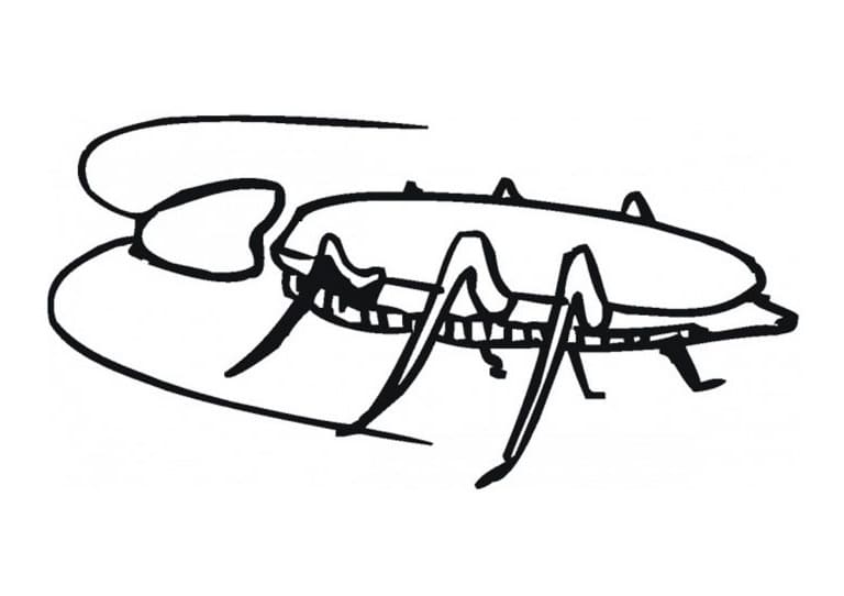 Cockroach 1 Coloring Game Cockroach 1