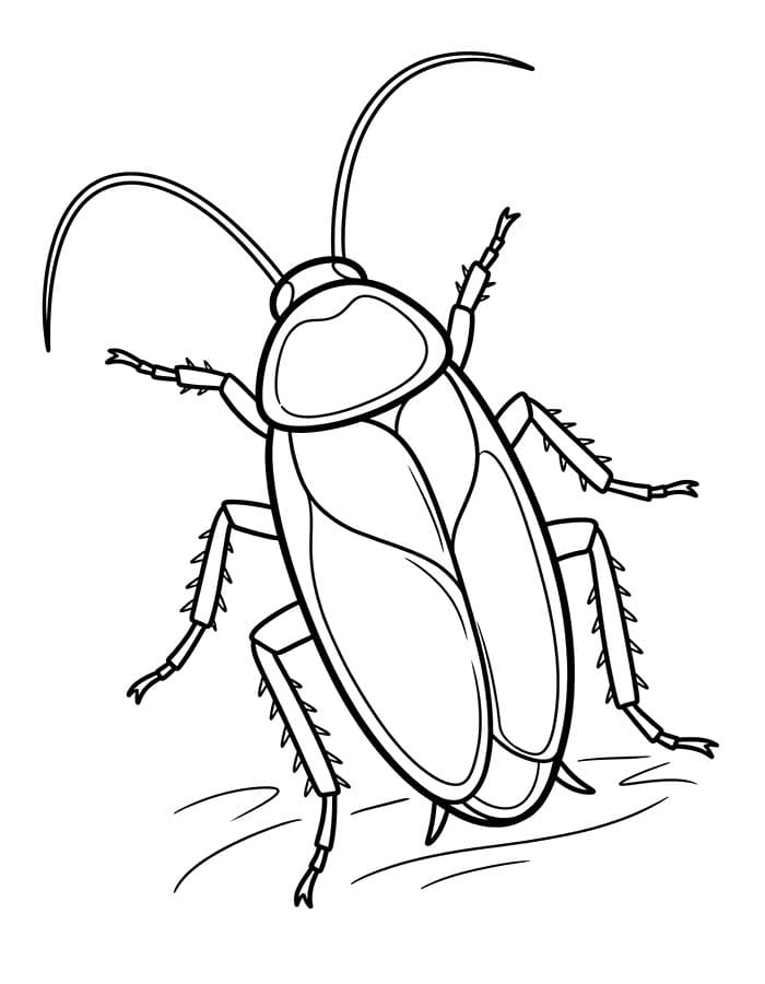 Cockroach Free