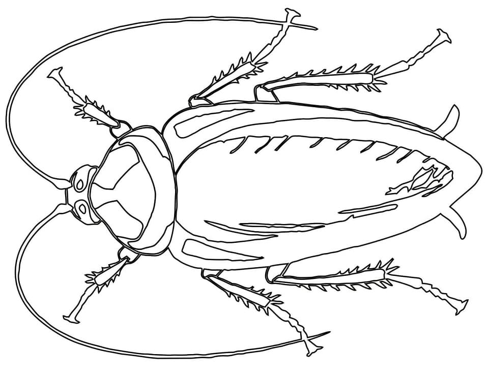 Cockroach Printable Coloring Game Cockroach Printable
