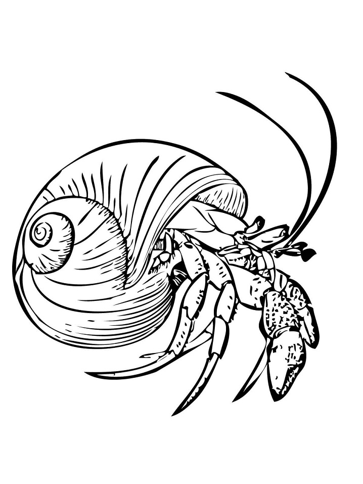 Common Hermit Crab Coloring Game Common Hermit Crab